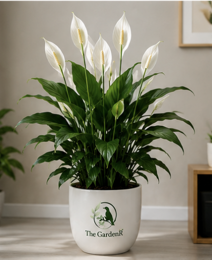 Peace Lily/Spathiphyllum Macrophyllum - Indoor Air-Purifying